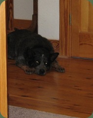 dog