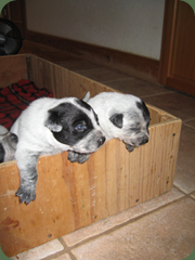double trouble
