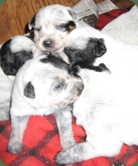 puppy play