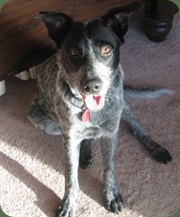 Bruno .5