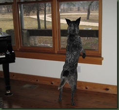 Bruno cat