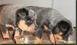 puppies