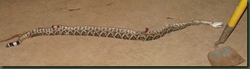 snake1