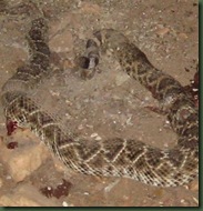 snake2